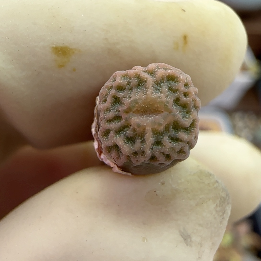 010超级烧麦优选