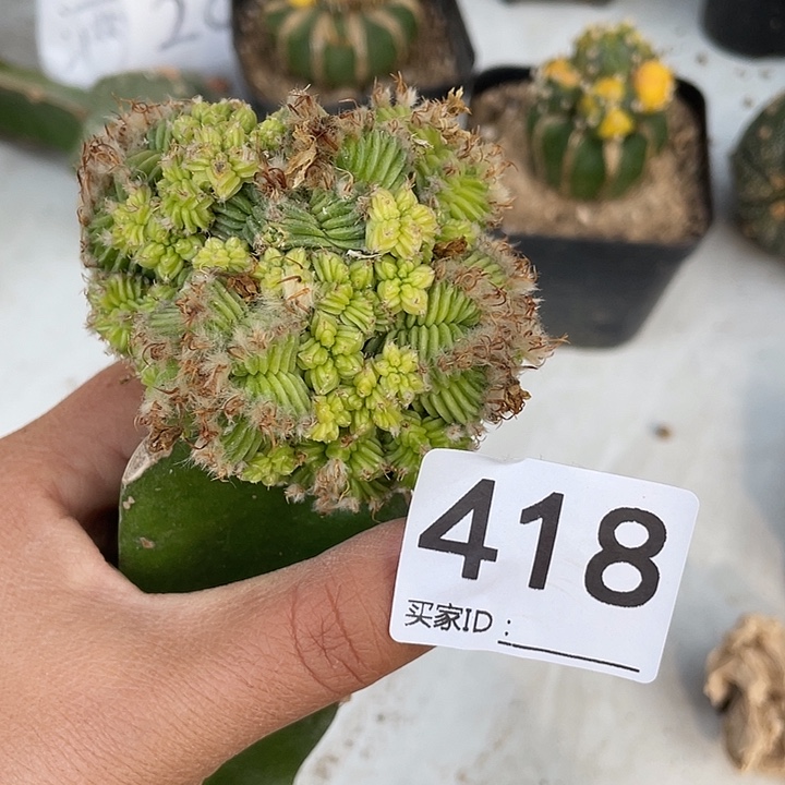 仙人球418号黄体五星