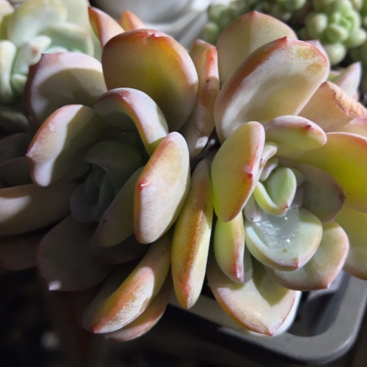 奶茶多肉植物多肉植物94