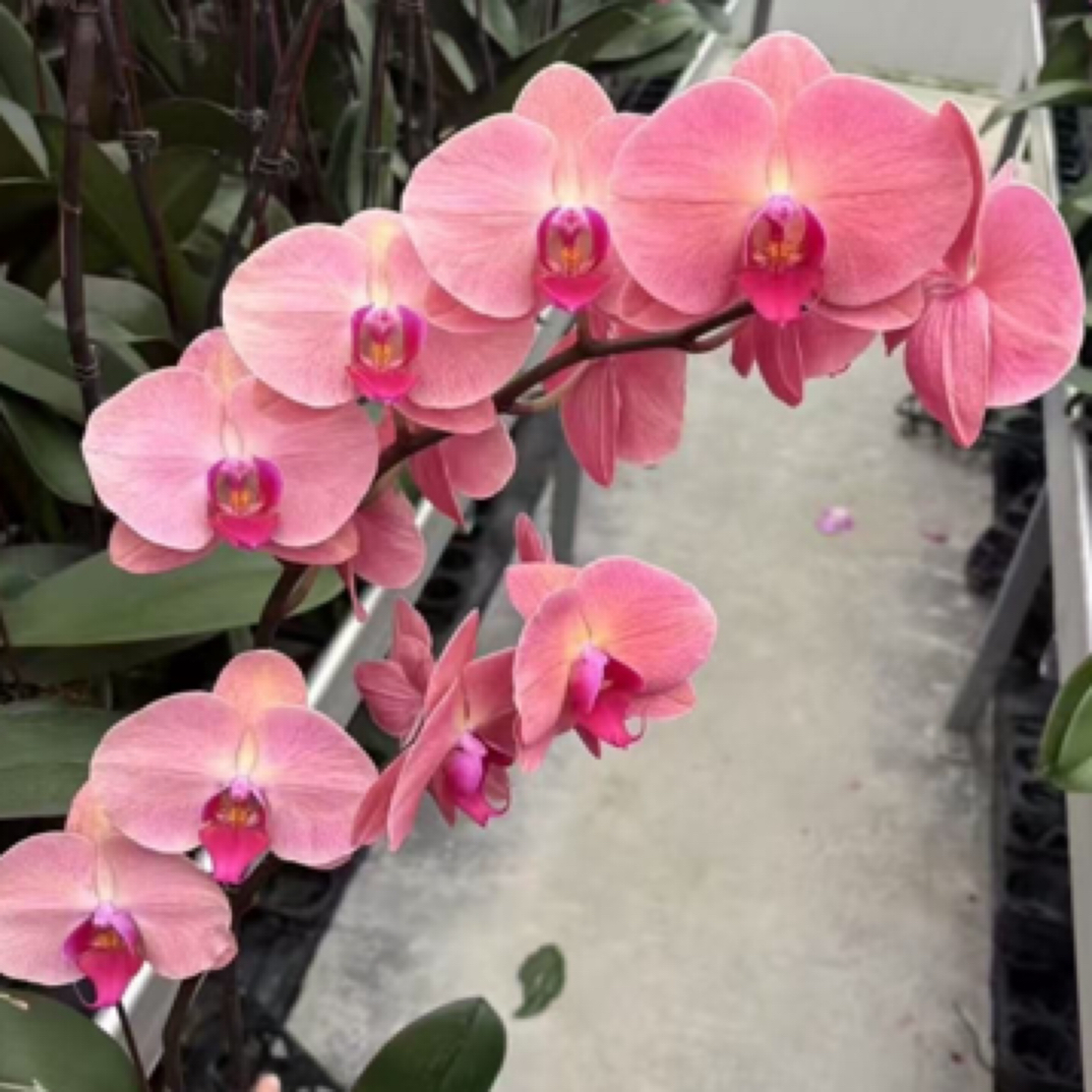 精品蝴蝶兰【欣欣向荣】 室内好养 广州基地直发