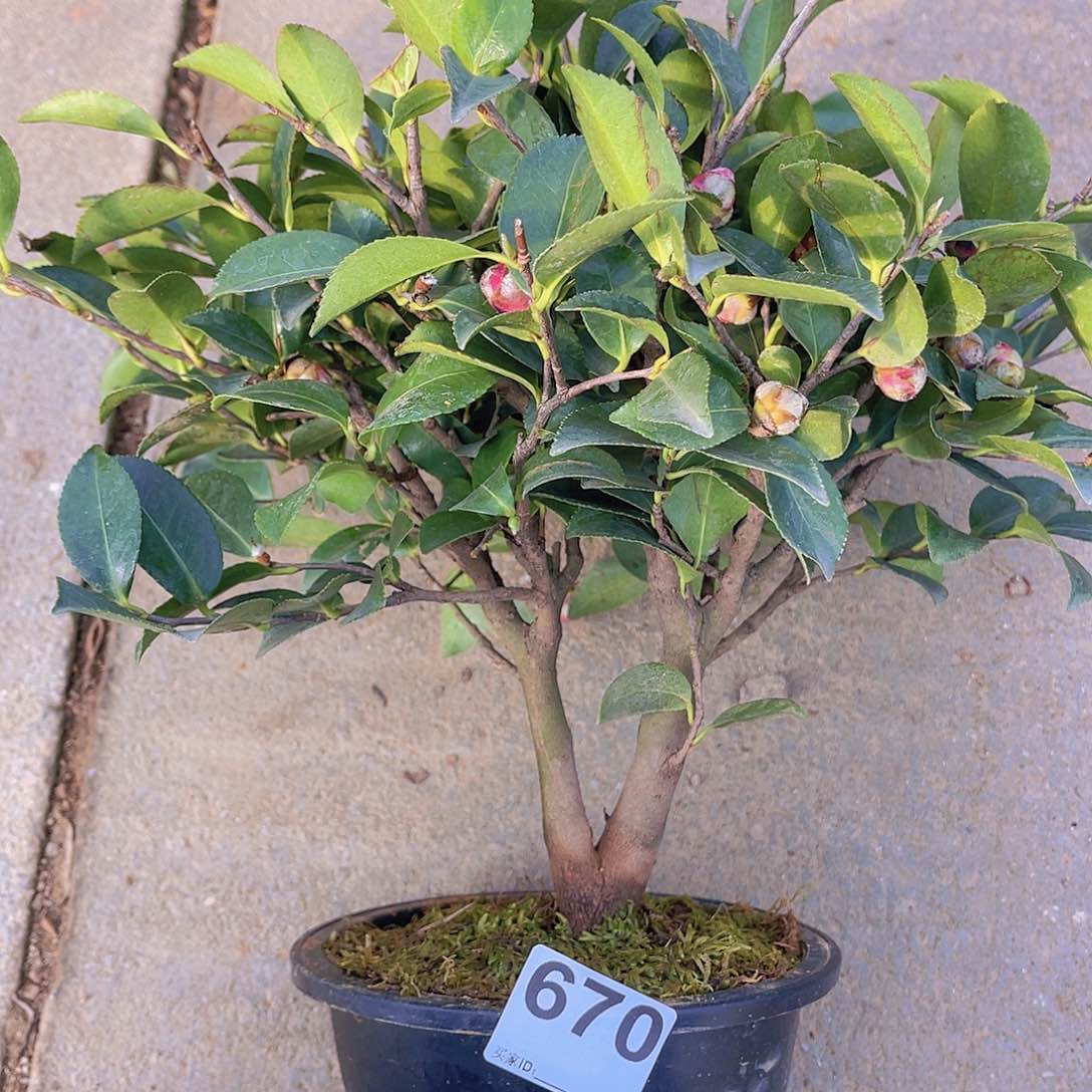 红陶直播时间一直一个