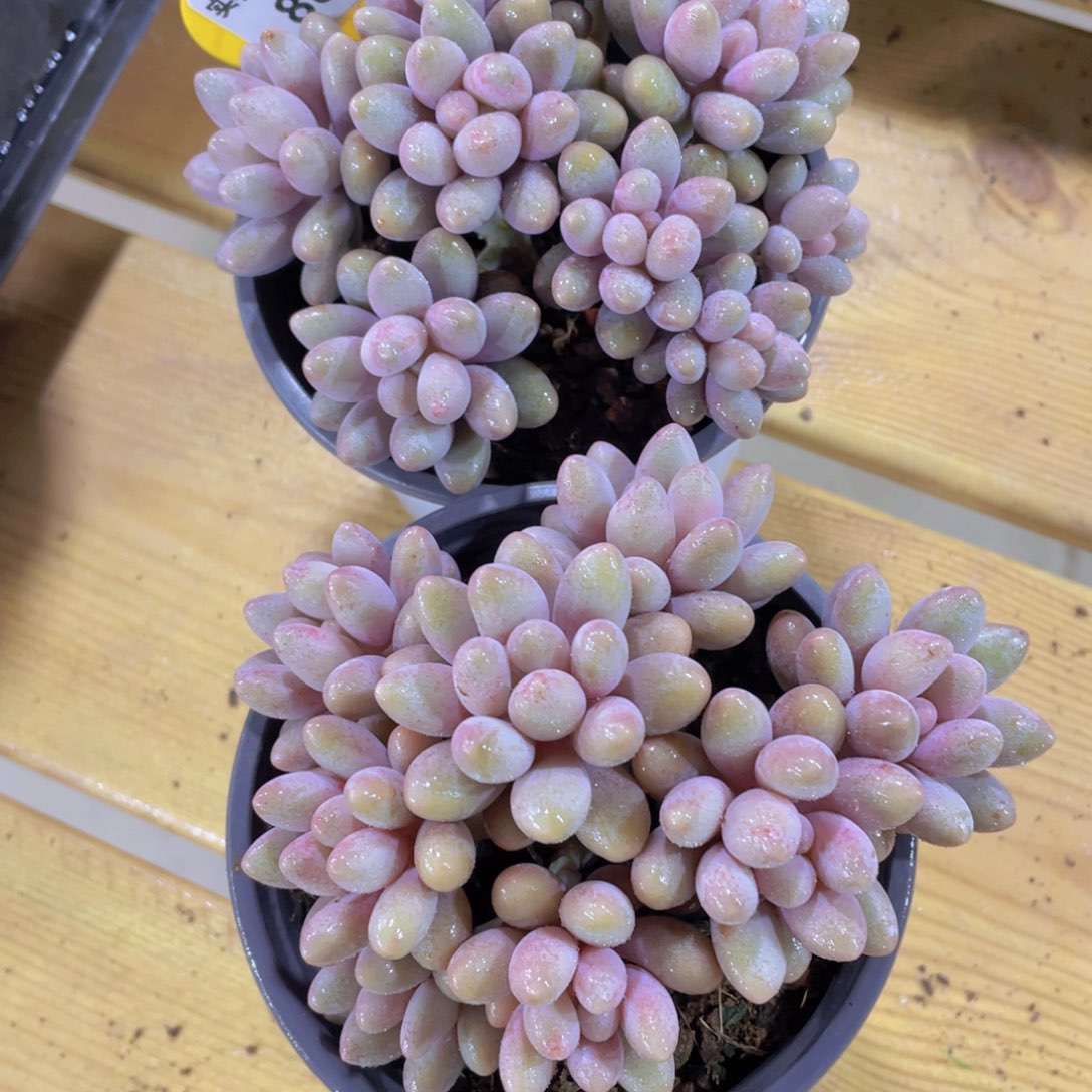883号 捧花汤圆大群一颗