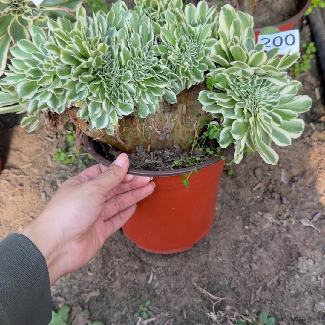 绿豆沙缀多肉200号法师多肉