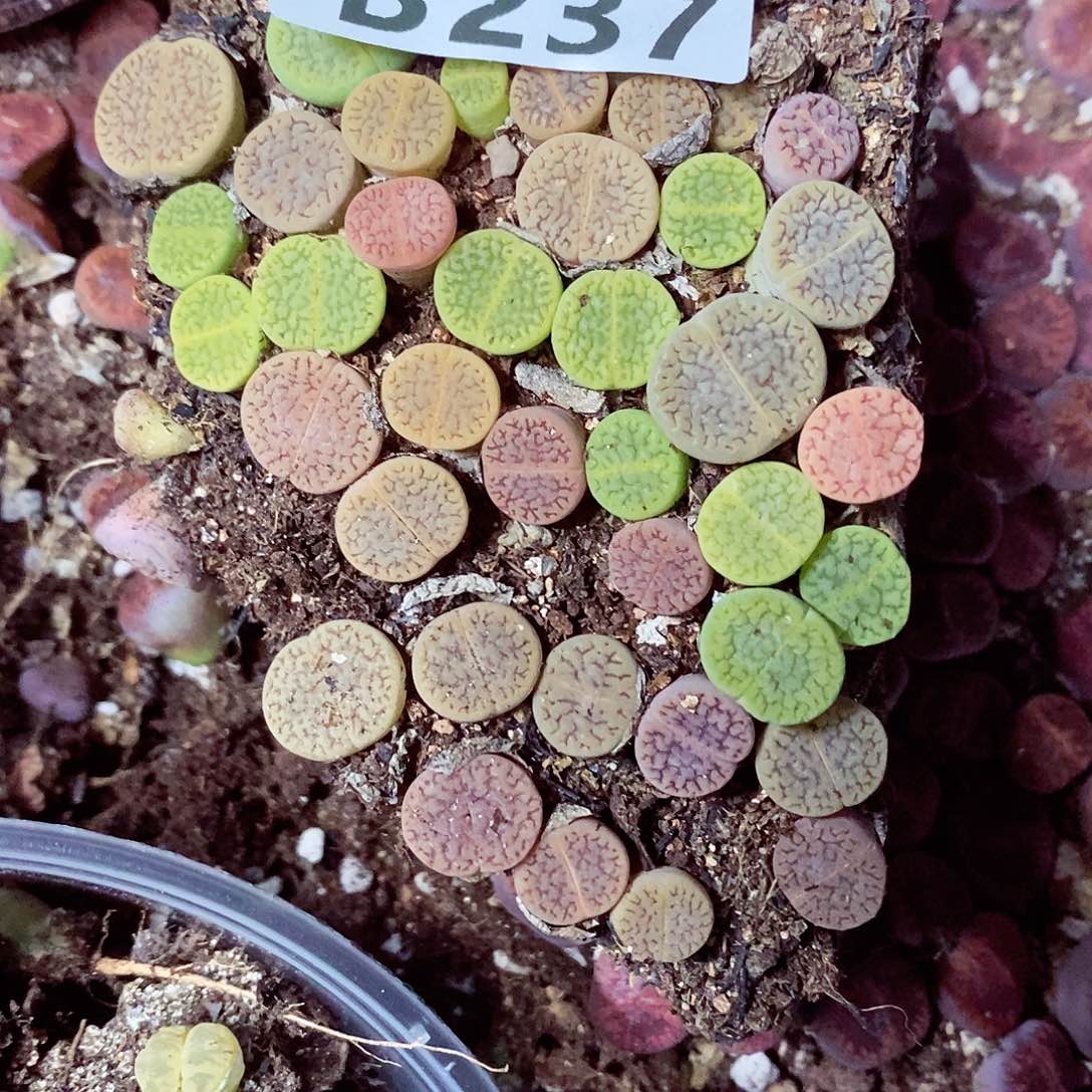 启***航237呃呃呃呃呃呃呃呃呃呃呃呃