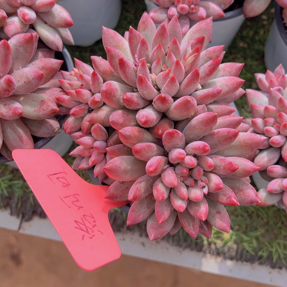 香玉的故事是一个人的故事