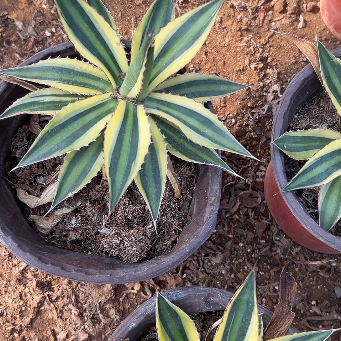 多肉植物五色万代