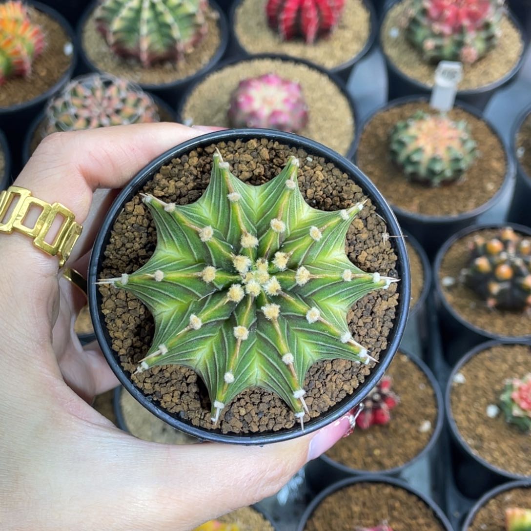 米哈星球000000005