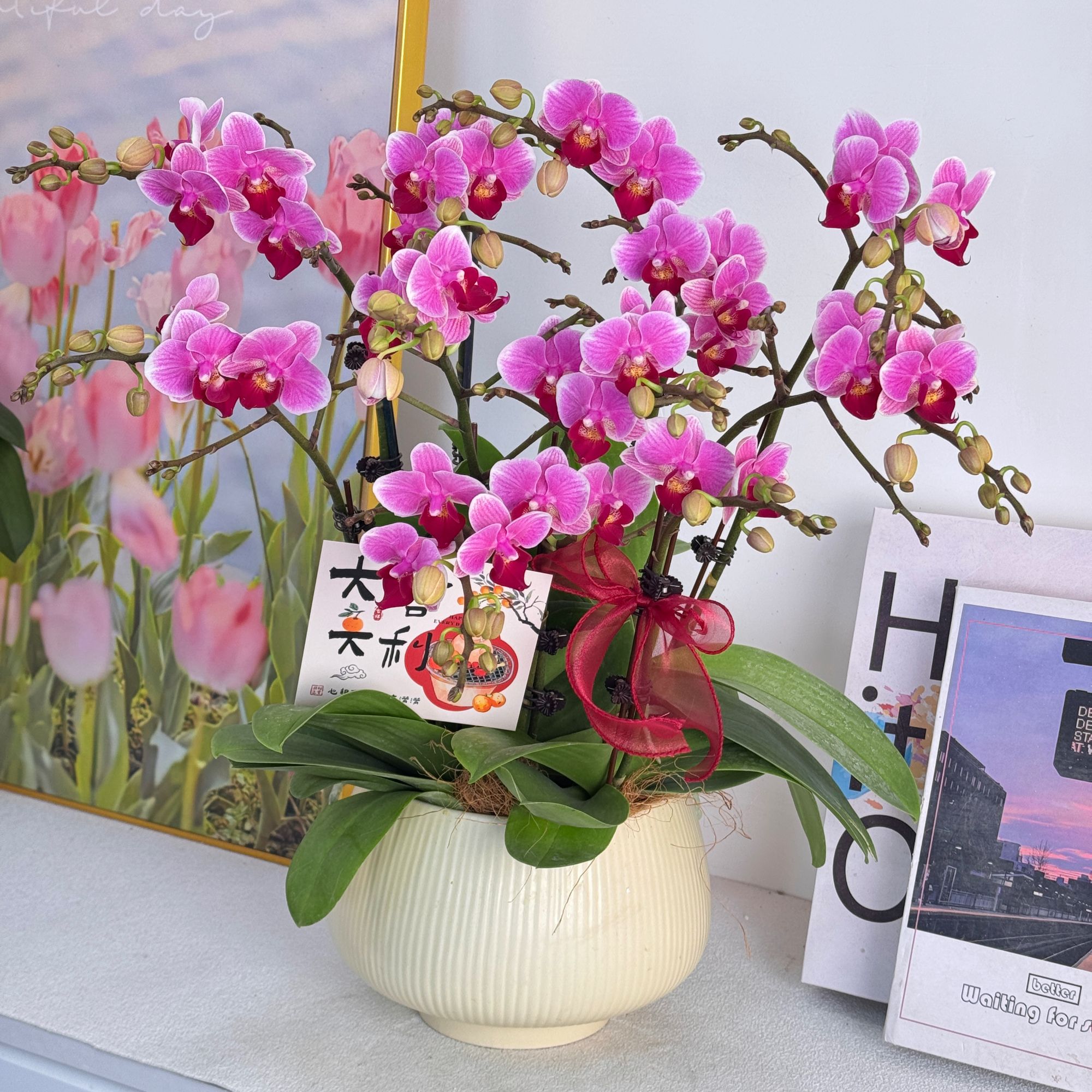 妗画【小仙女】紫色大花系列蝴蝶兰 好养带花带花苞基地直发