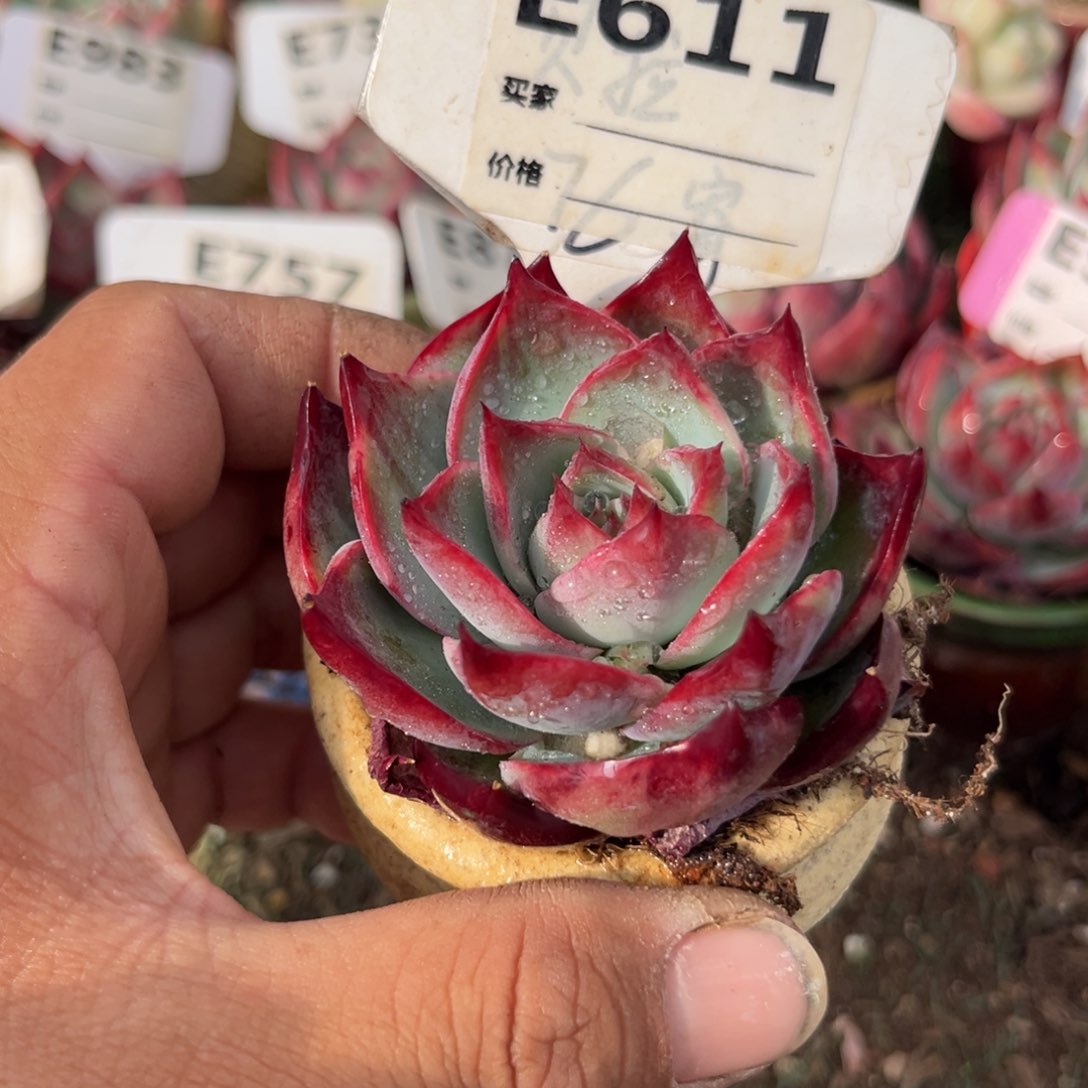 惊鸿一瞥611号多肉