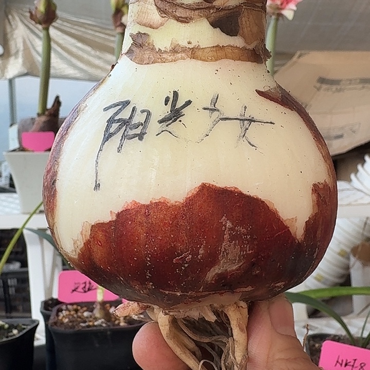 无花朵阳光少女朱顶红直径8