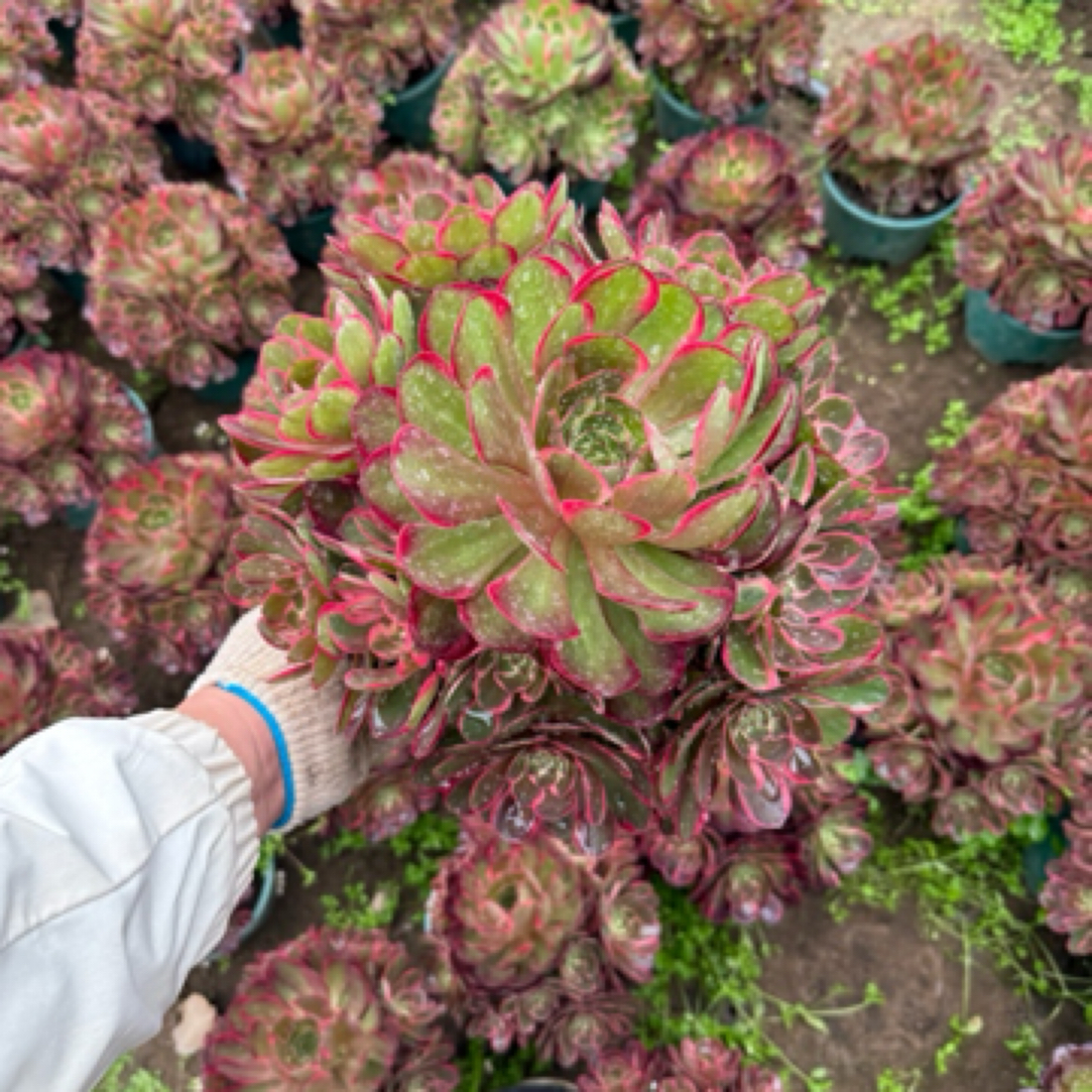 粉花妖高端法师多肉植物冠幅30厘米左右新手好养