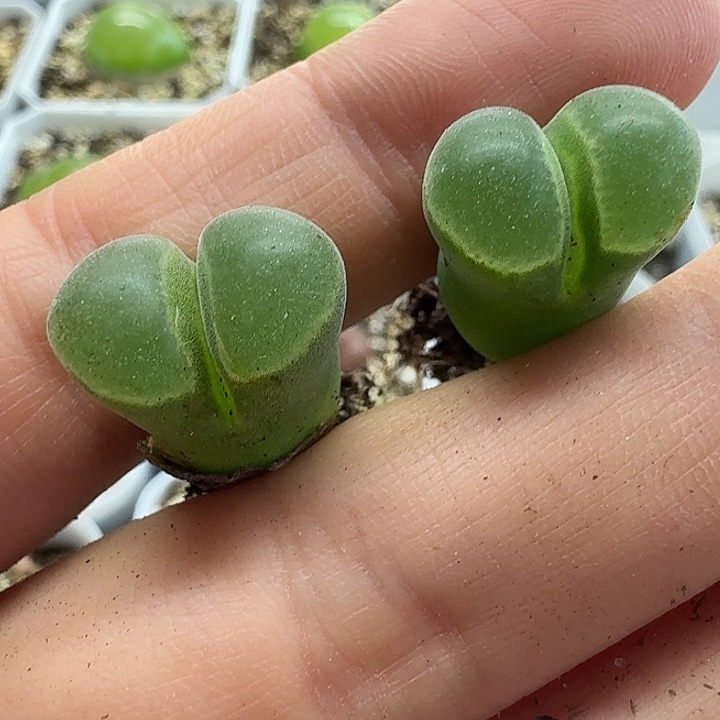 老马生石花骚粉风铃2116