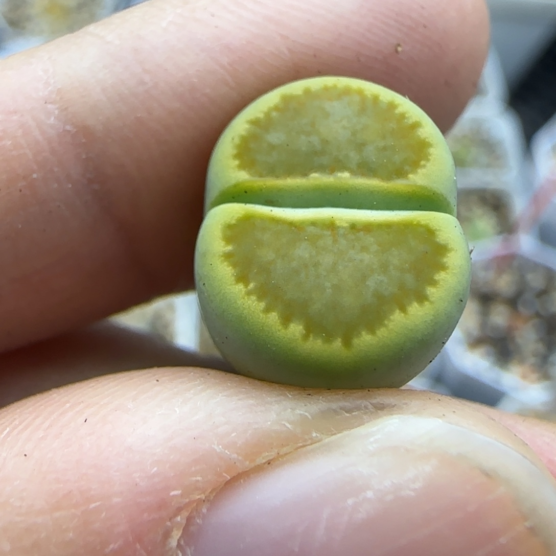 839 绿菊清框福利30包邮