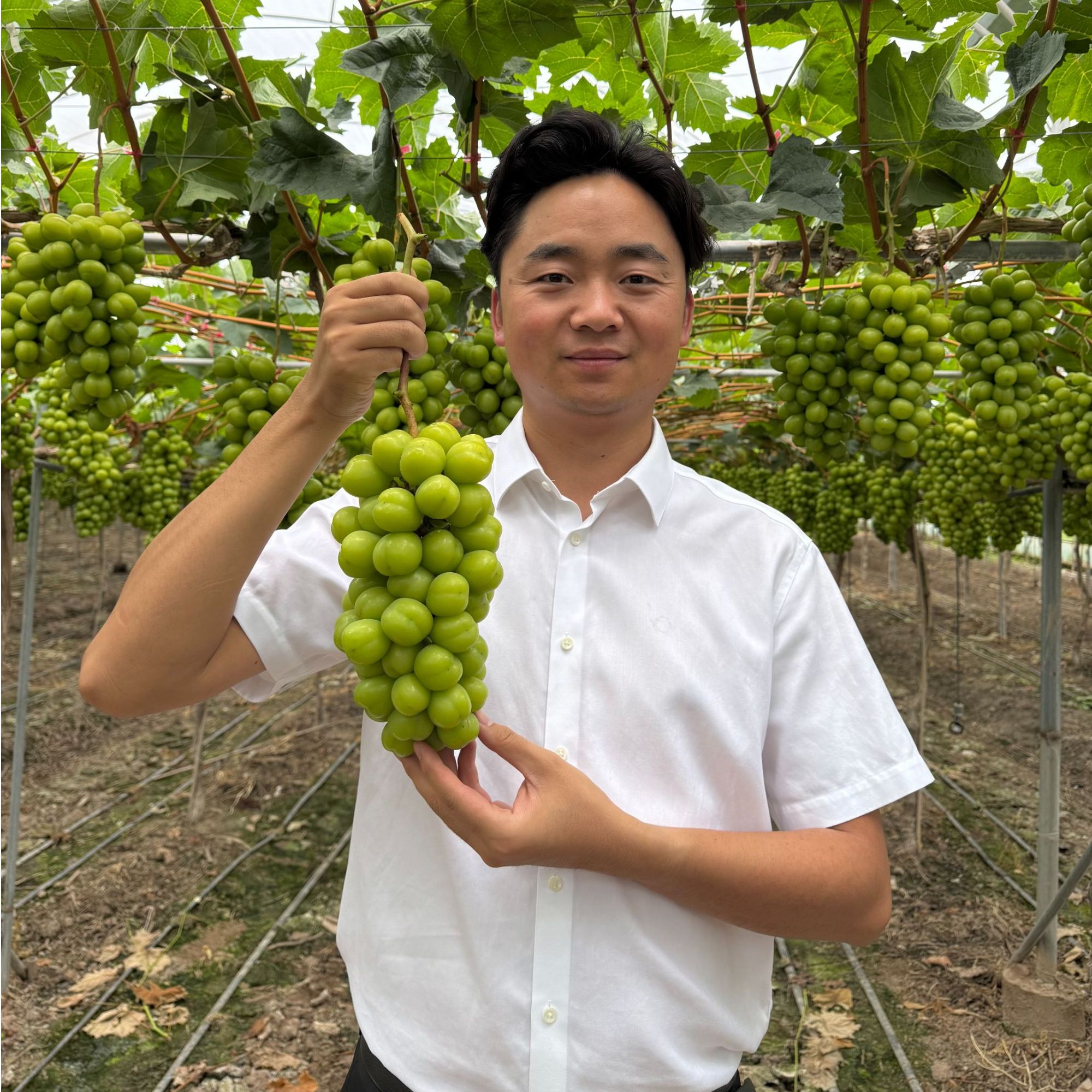 【杨文浩助农】大凉山高原阳光玫瑰无籽葡萄自然成熟新鲜采摘