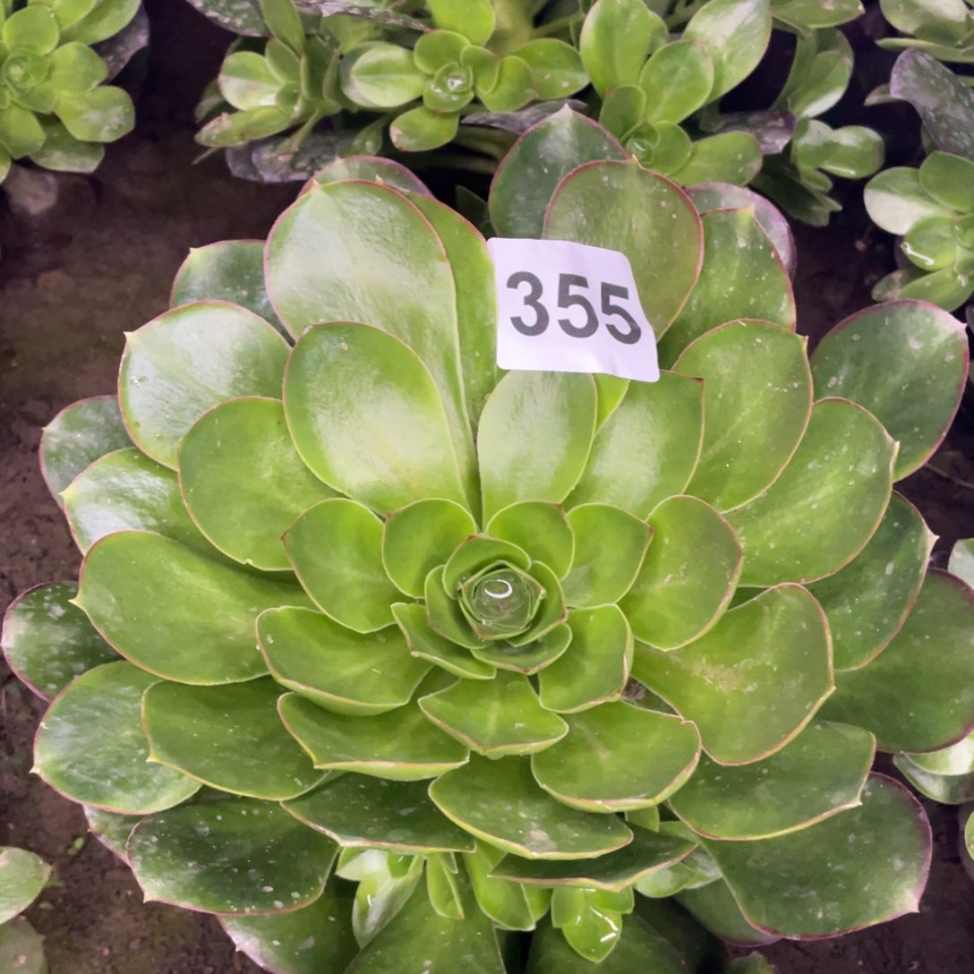 355号妹子玫瑰大手捧花