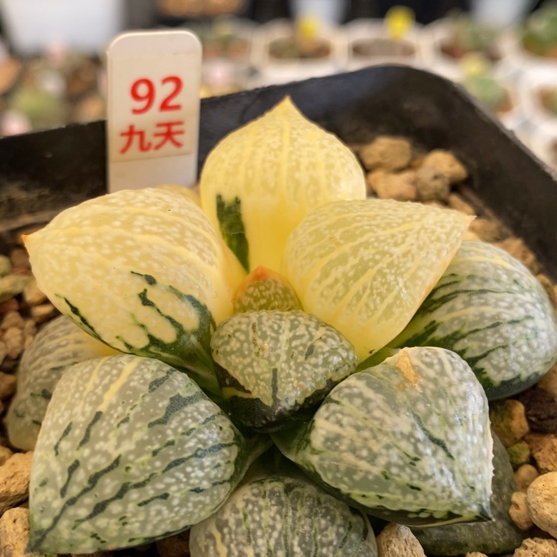 92号实生丸叶白银锦带盆