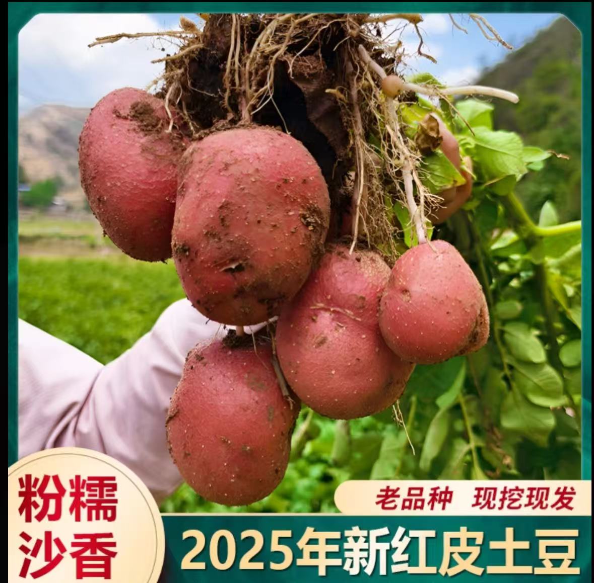 【带箱9-10斤】云南高山 露天种植红皮黄心土豆新鲜现挖云南