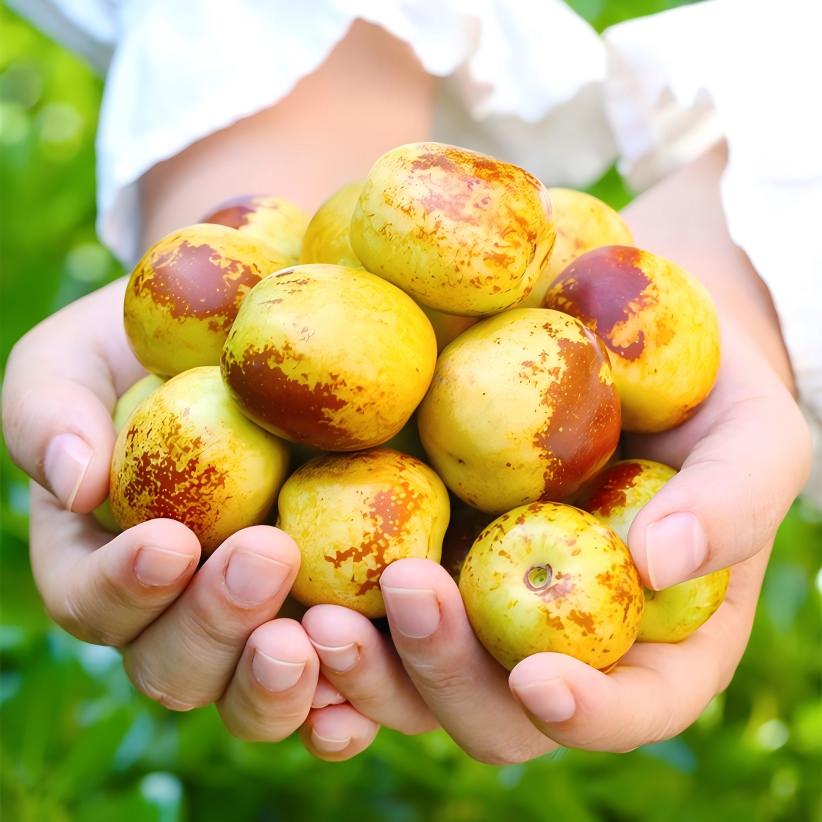 【米阳甜源】山东沾化冬枣3斤 约65-95个