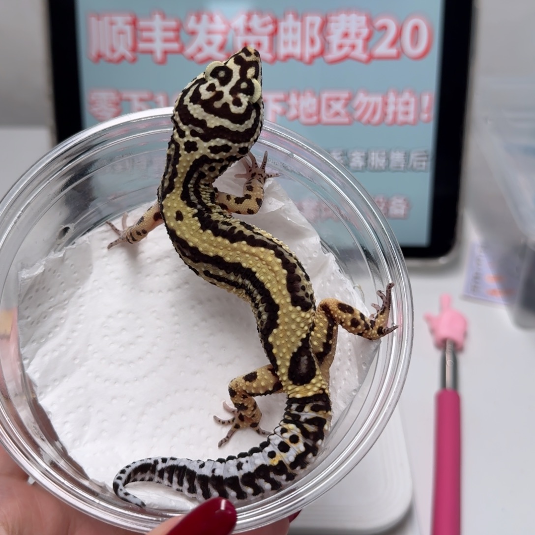 豹纹守宫土匪妹妹