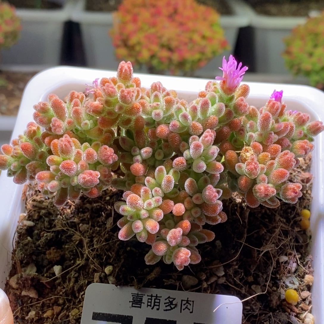 冰晶枝干番杏755
