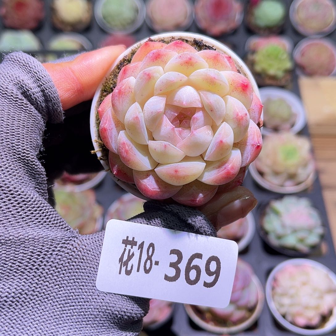 花18-369新品单头
