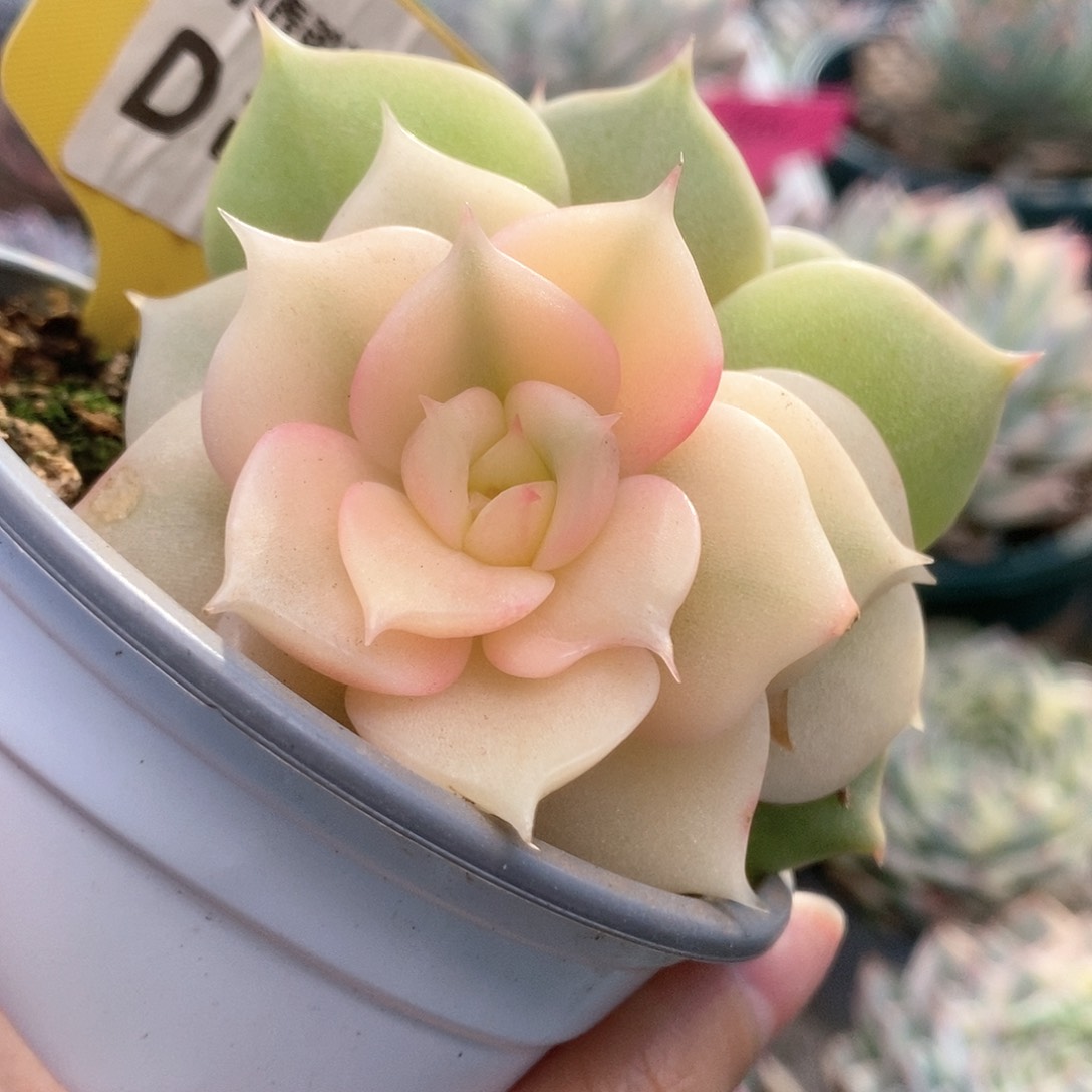 D289贝加尔湖锦锦锦锦