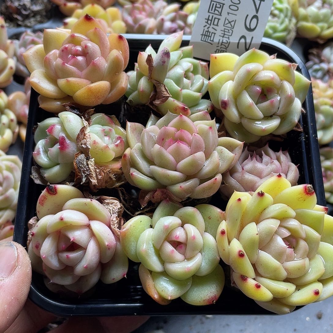 珍妮混一物一拍264