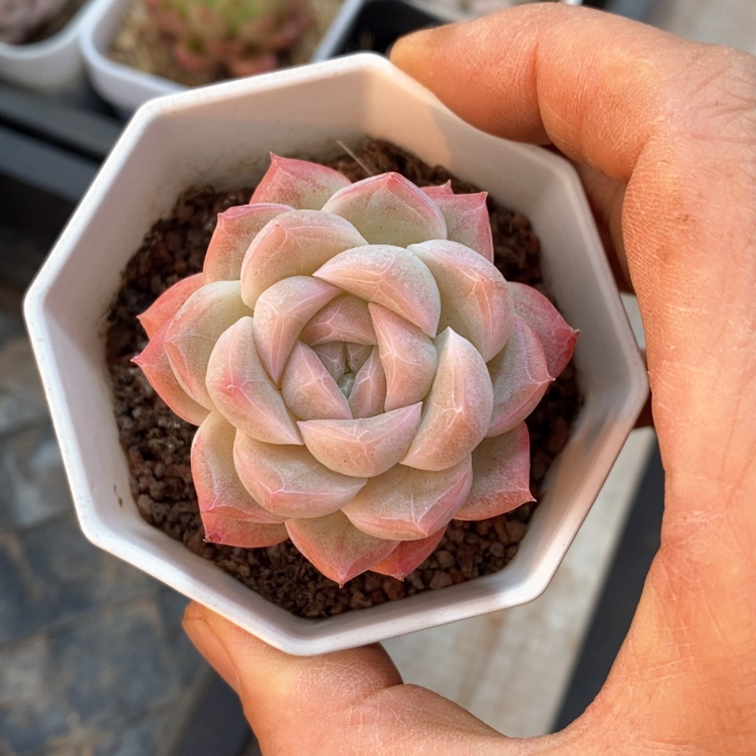 精品多肉一物一拆不包整9