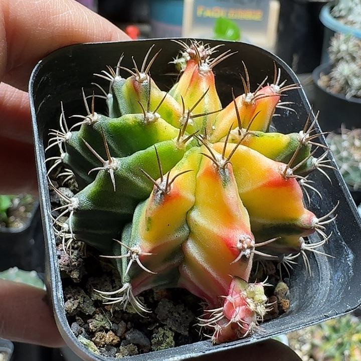 811米哈牡丹锦脱土发货