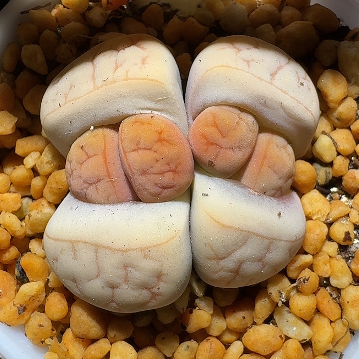 生石花11111。 流蝶荒。  195