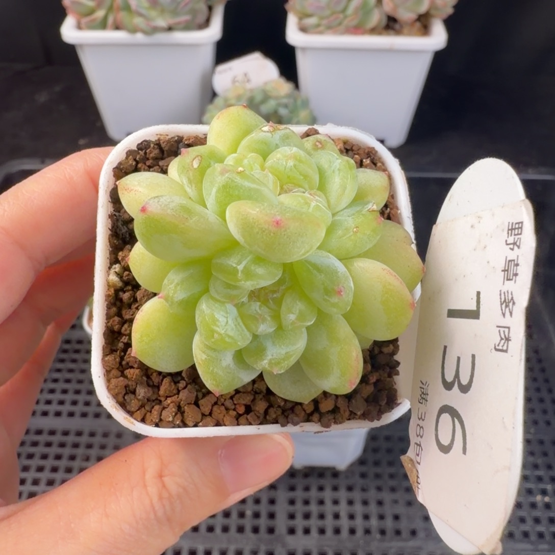 财富密码微瑕双头136号一颗