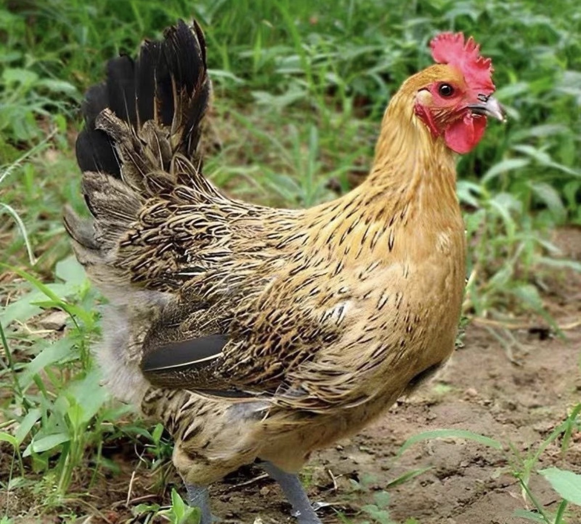 农家散养半斤左右土鸡美味整鸡肉质鲜美