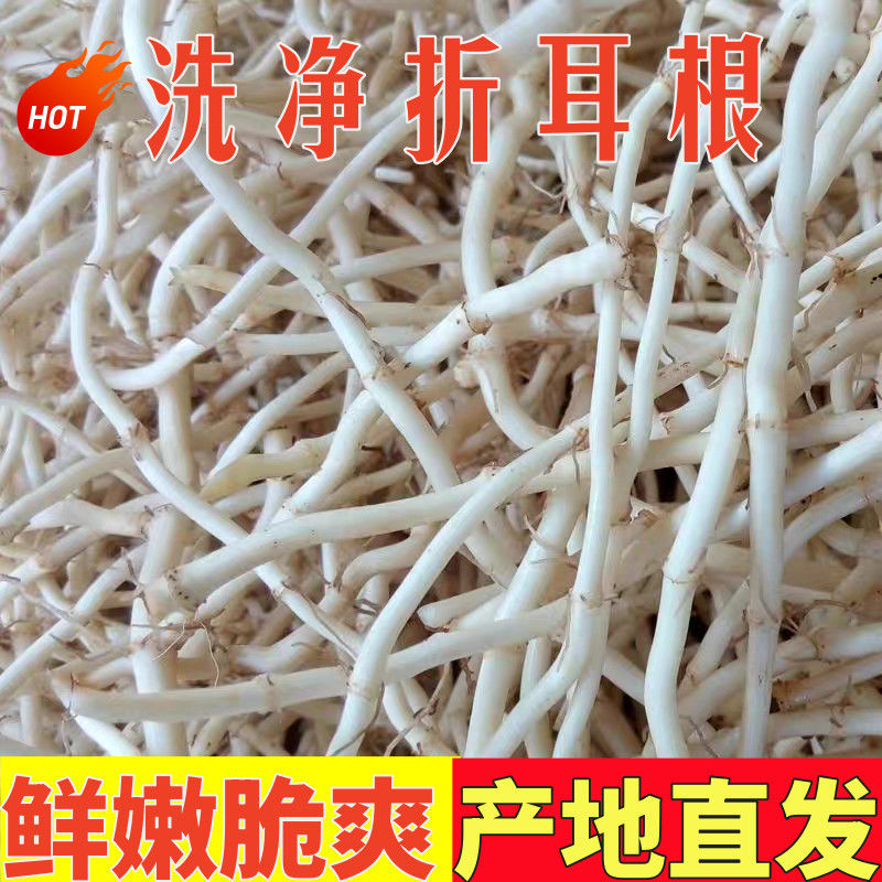 新鲜现挖鱼腥草根折耳根嫩根可凉拌的当季蔬菜