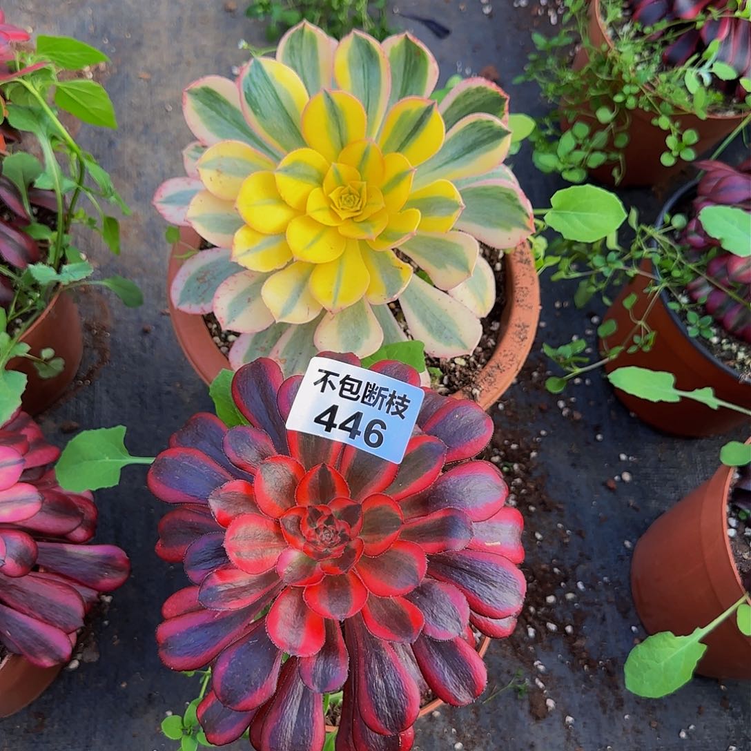 两颗446多肉法师锦111