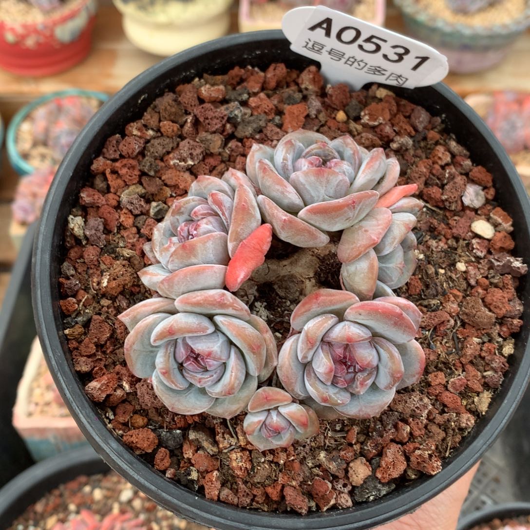 惠***A0531 星影小老桩 有砍 9cm