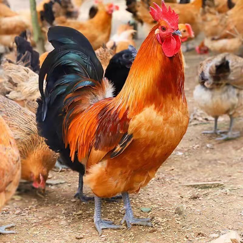 3只 散养黑脚大公鸡 肉质紧实 带心肝净重10斤左右