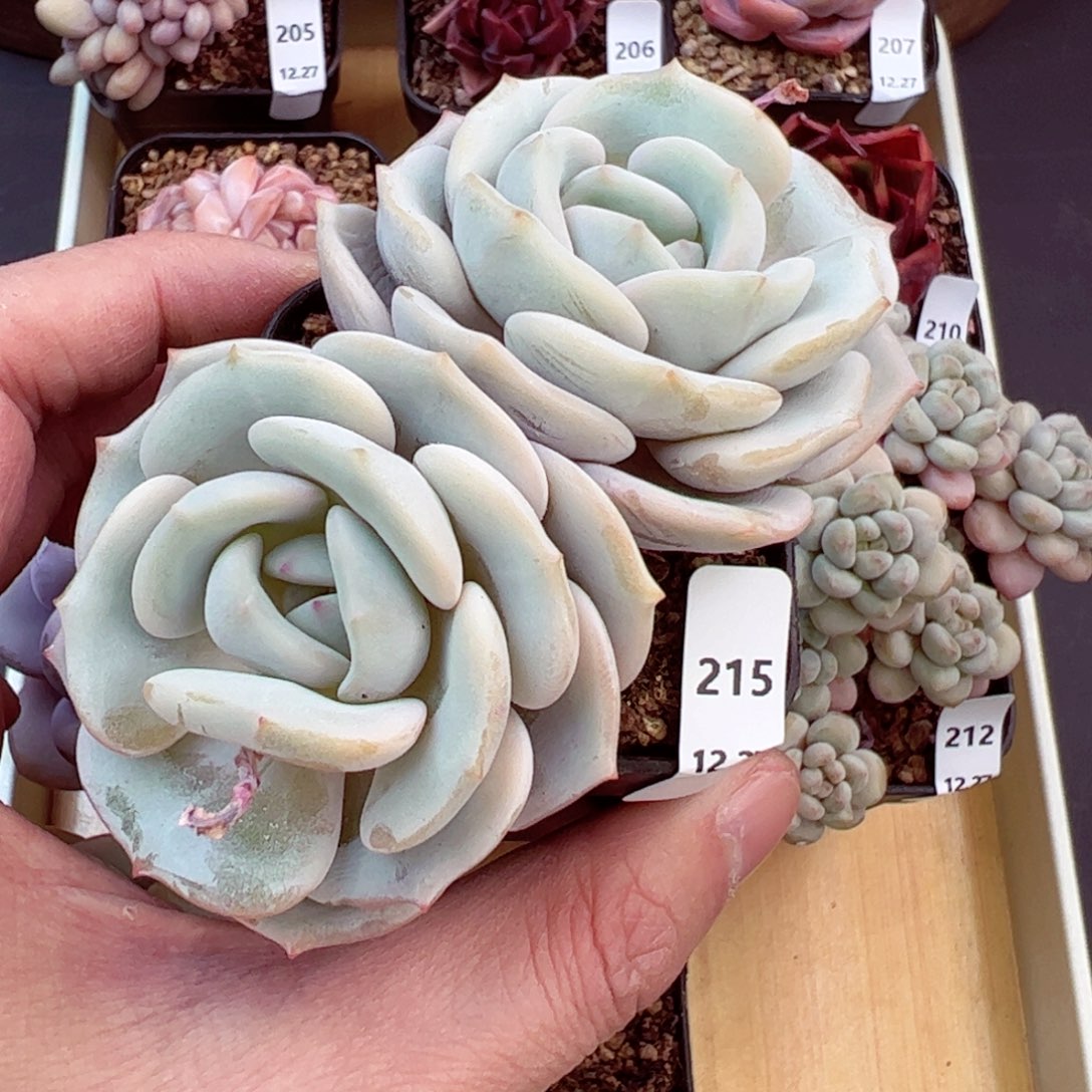 好好看215、哈哈哈哈哈