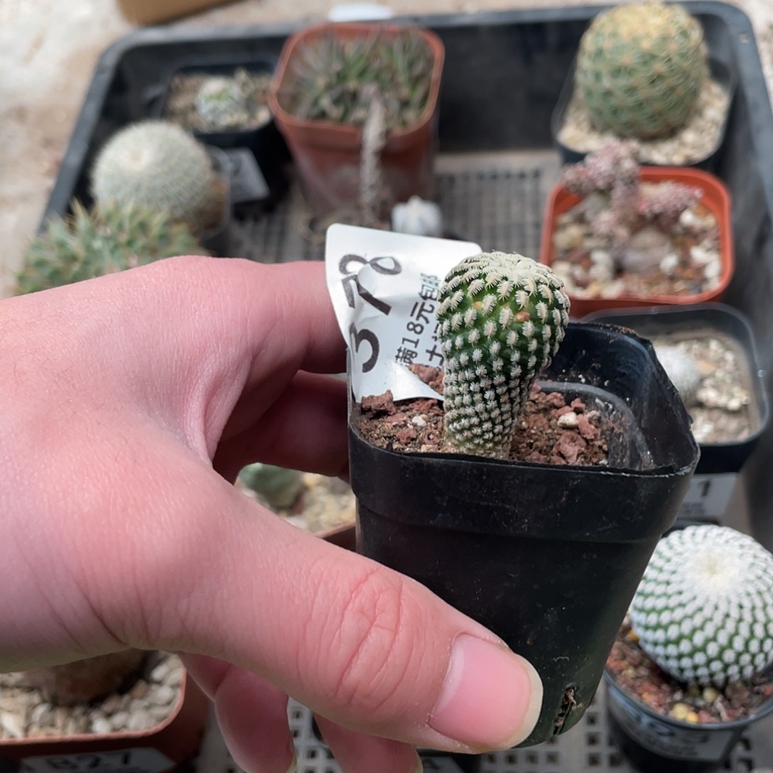 378白蝎子（满18包邮）