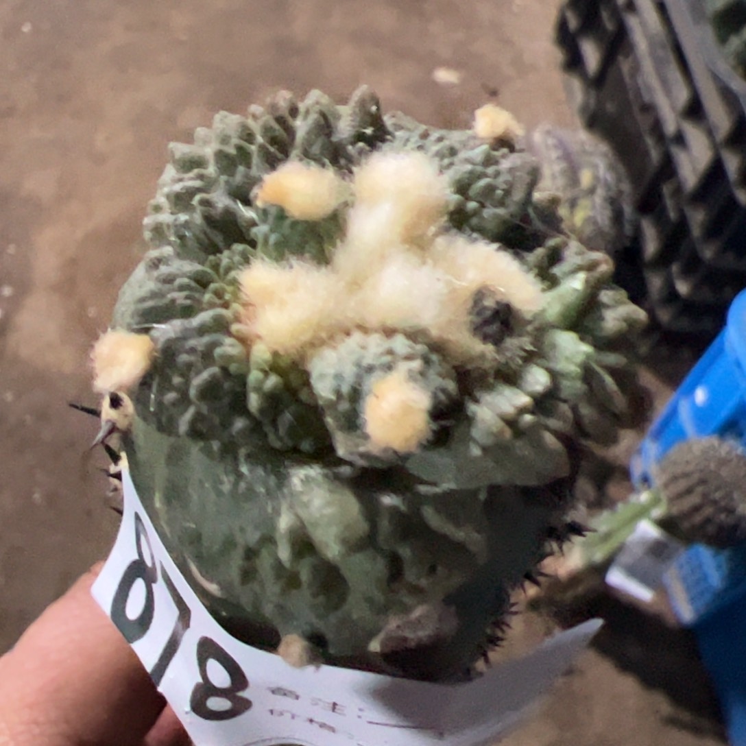 宽尤哥斯拉牡丹仙人球878