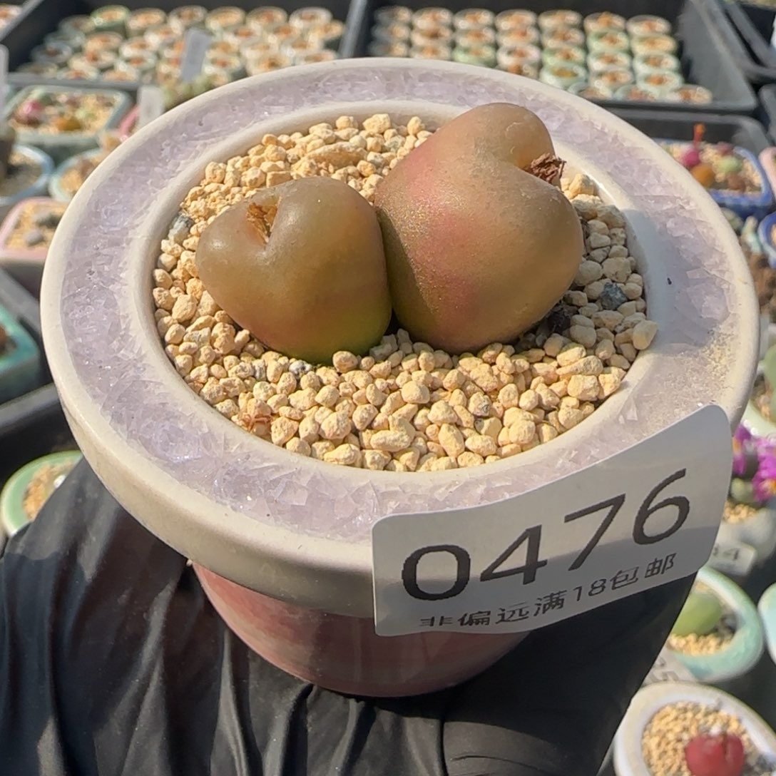 0476--一物一拍 带盆