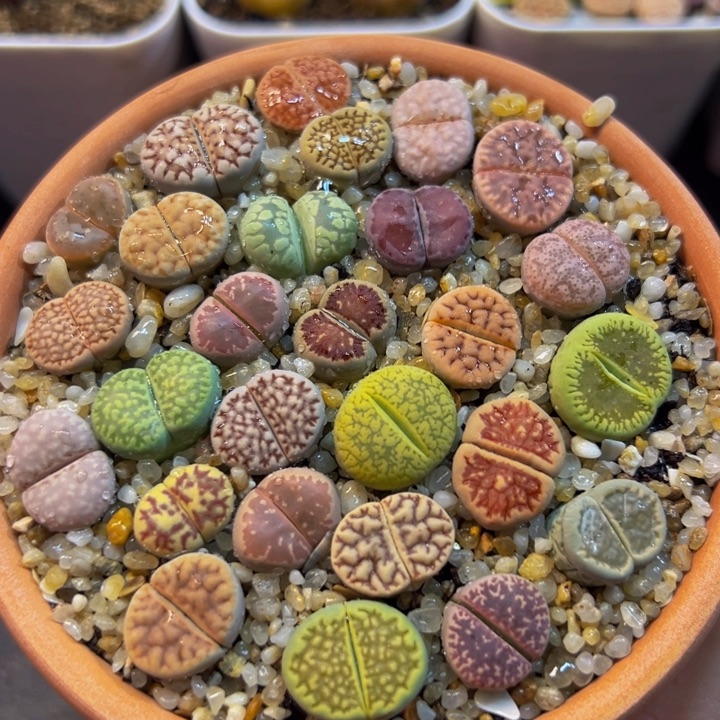 752多肉植物种类多样
