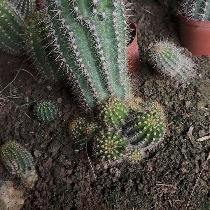 实生毛花柱20厘米以上一圈崽崽发货
