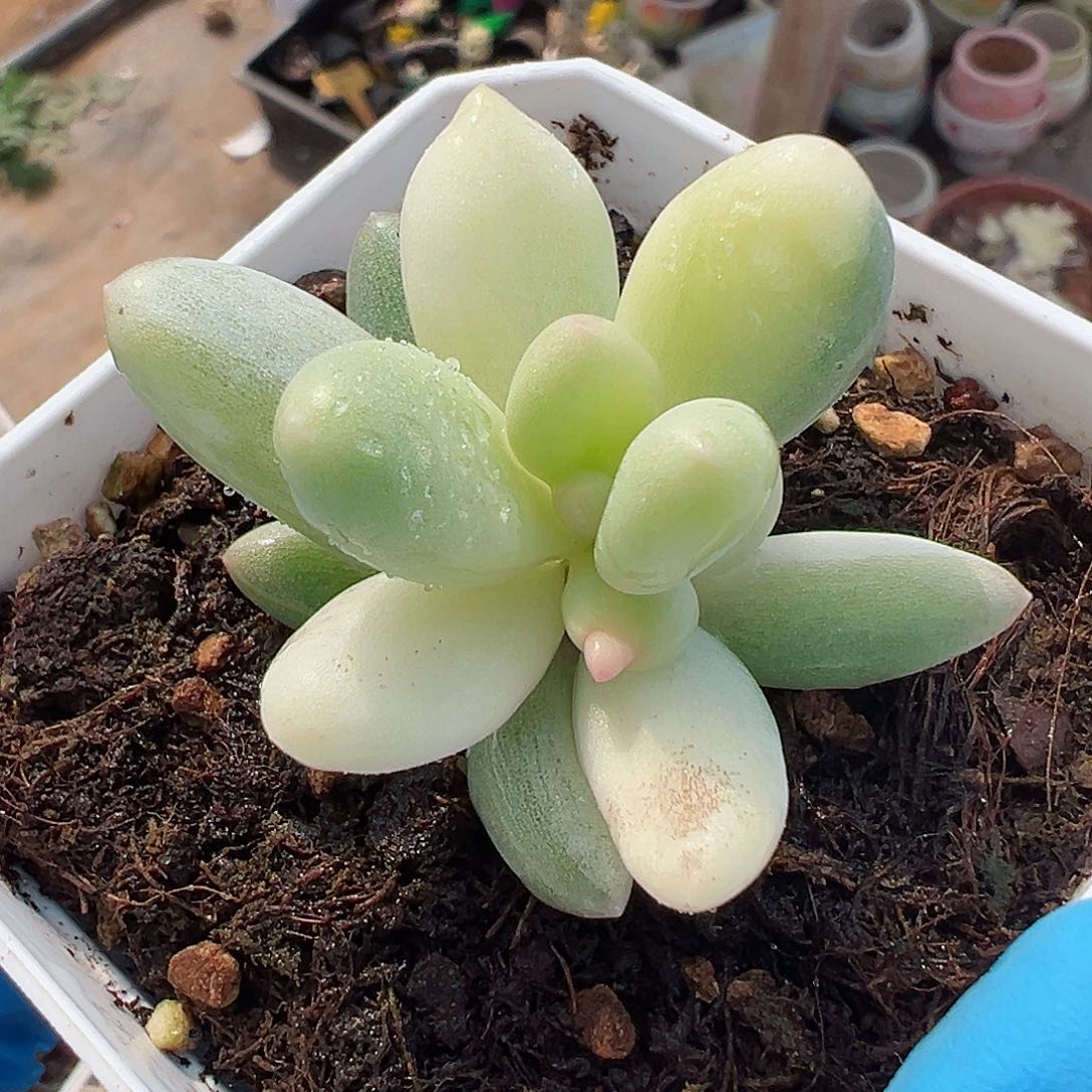 奶酪锦，多肉植物