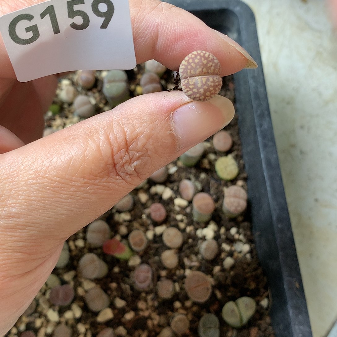 五**.G159多肉植物保护