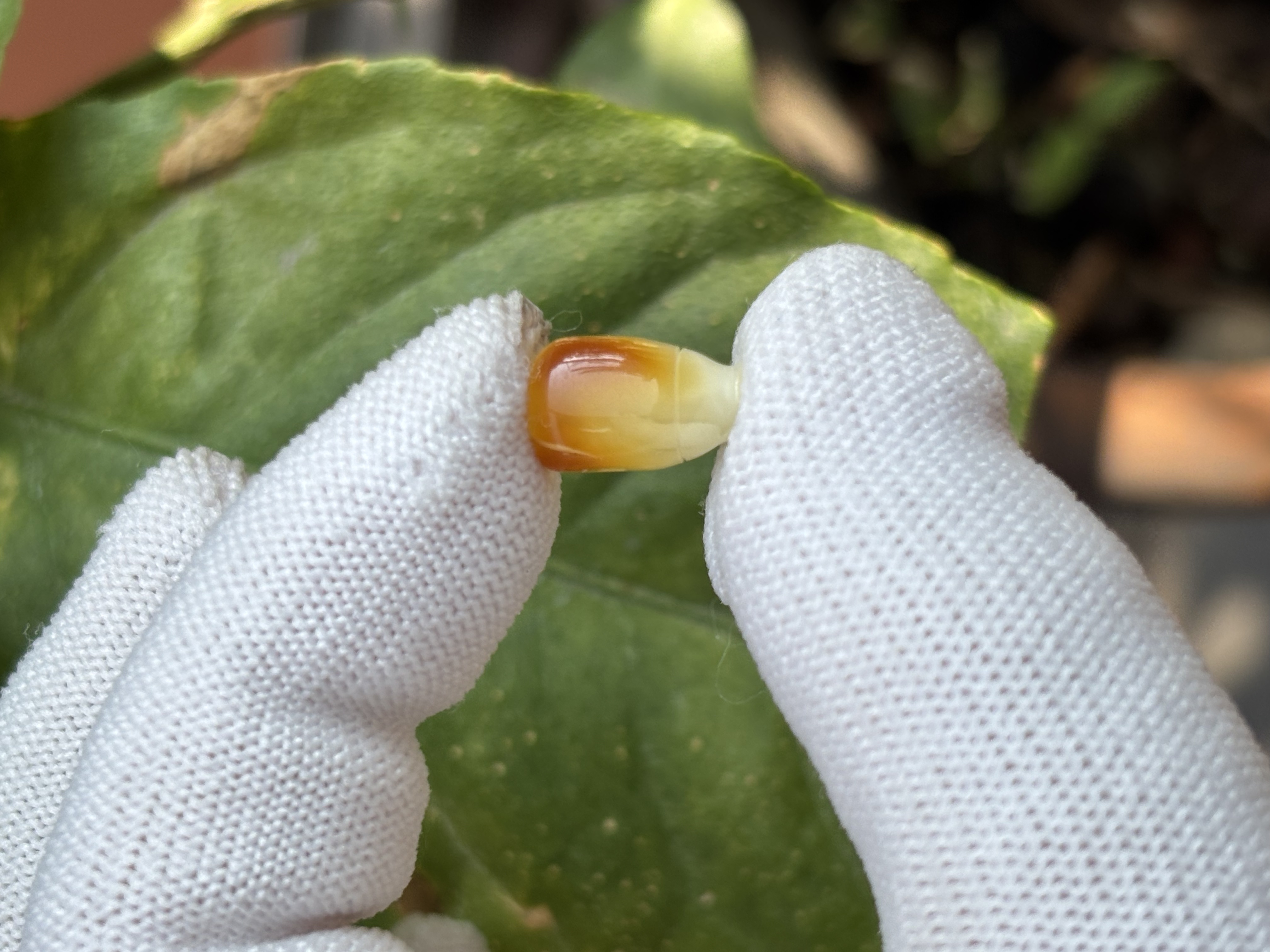 5607天然蜜蜡琥珀三通配饰7.9x7.3x13.3mm