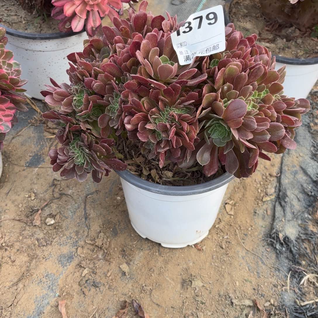 379玫瑰缀多肉植物