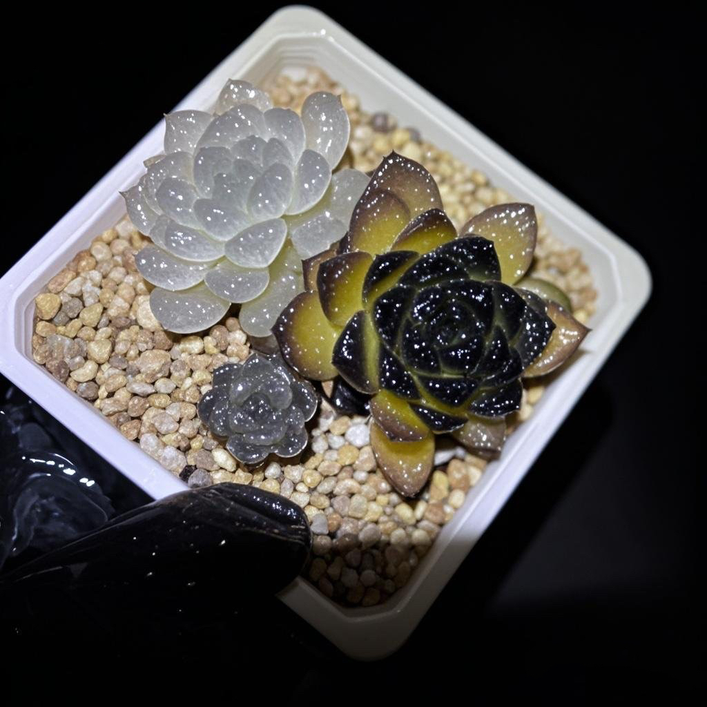 贵货杂交优选成品麦秆冰魄甜心水晶侧影珍妮系透亮暗纹一物一拍