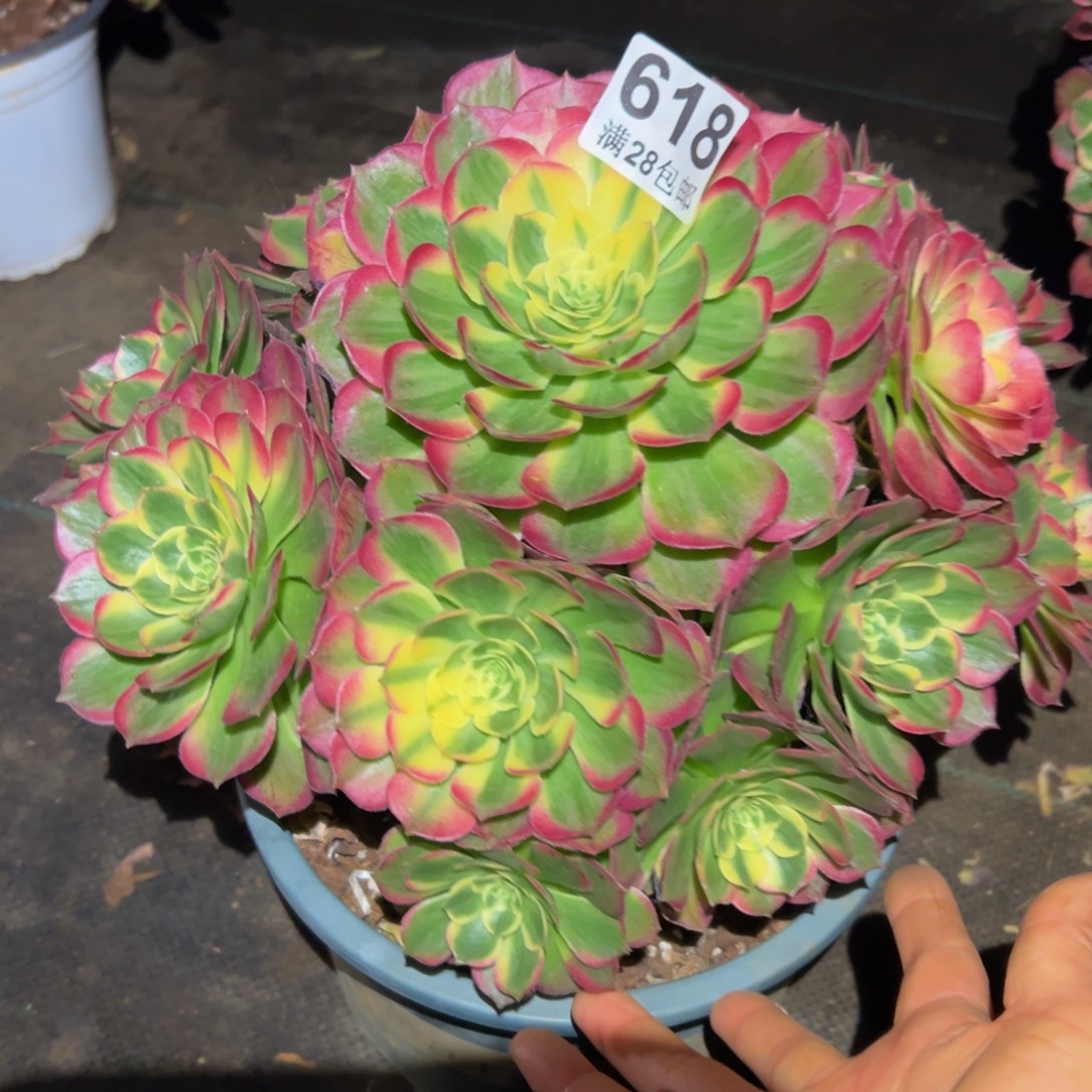 多肉植物618海仙的