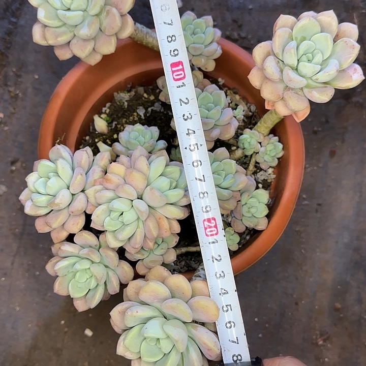 白鹭976 多肉植物一物一拍