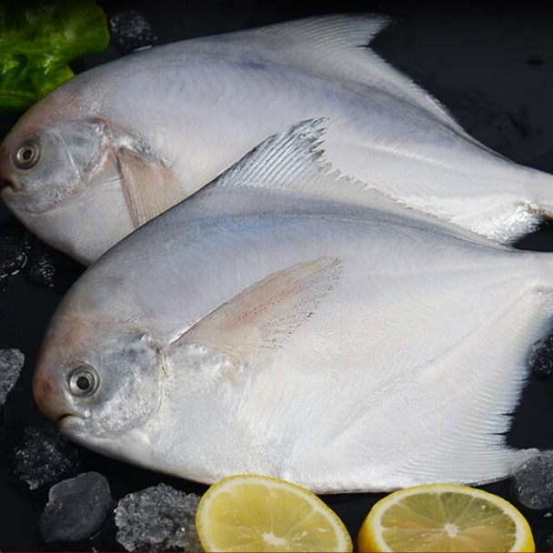 大号纯野生海捕银鲳鱼(每条4-6条) 4斤共8-9条 鲜鱼速冻后发顺丰